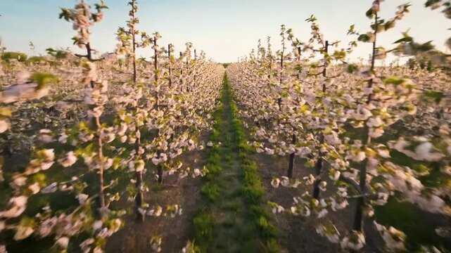 Rows of blooming apple trees in an orchard at sunrise.