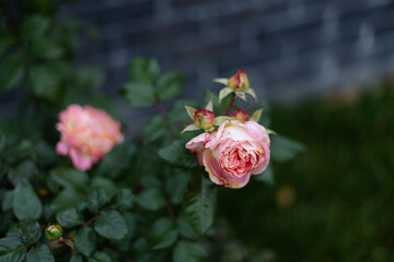 Pink roses blooming in garden near a brick wall