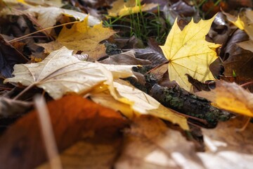 autumn leaves on the ground