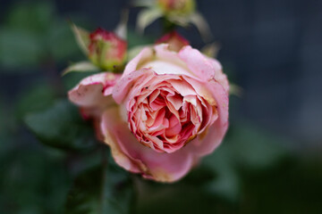 Close-up of a blooming pink rose