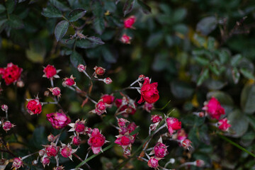 Red rose bush with green leaves in full bloom
