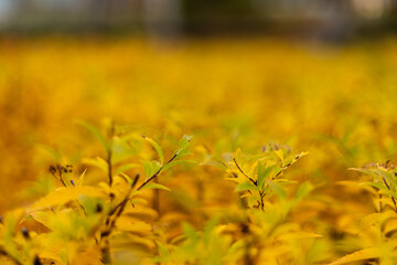 Close-up of a spiraea japonica bush with vibrant yellow-orange autumn leaves
