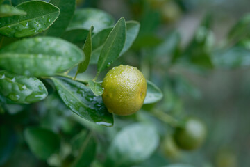 Green tangerines hanging on branches after the rain