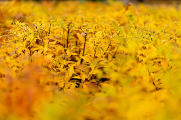 Close-up of a spiraea japonica bush with vibrant yellow-orange autumn leaves