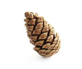 Beautiful dry pine cone isolated on white