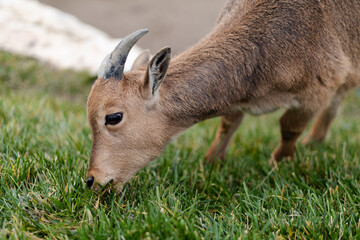 Young mountain goat grazing on grass