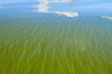 harmful algal bloom