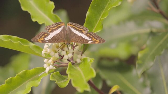 An Adelpha alala butterfly feeding on Australian cheesewood flowers, in a forest in the eastern Andean mountains of central Colombia, near the town of Villa de Leyva.