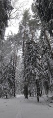Karakan Pine Forest covered by snow. National forest situated in Siberia. Winter wonderland.