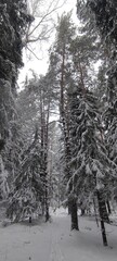 Karakan Pine Forest covered by snow. National forest situated in Siberia. Winter wonderland.