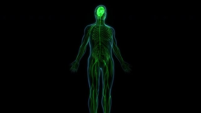 Central Organ of Human Nervous System Brain Anatomy Animation Concept