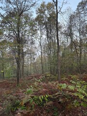path in the forest