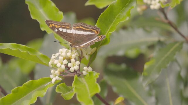 An Adelpha alala butterfly feeding on Australian cheesewood flowers, in a forest in the eastern Andean mountains of central Colombia, near the town of Villa de Leyva.