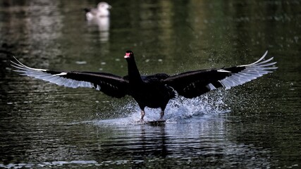 black swan on the water