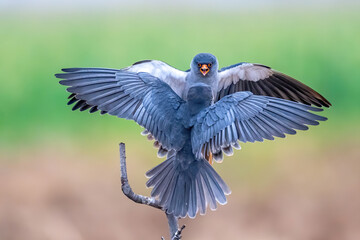 blue winged blackbird