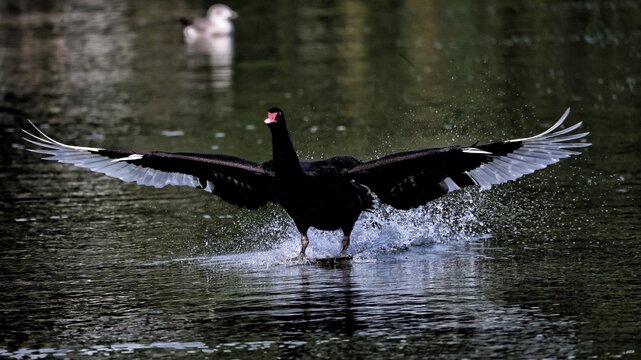 black swan on the water