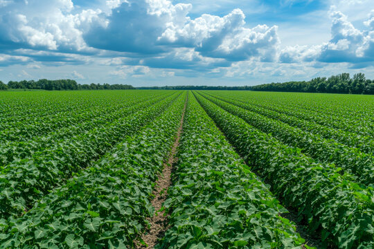 Rows of lush green cotton plants thrive in the sunlight, reaching toward a clear blue sky filled with white clouds, creating a serene scene - Powered by Adobe