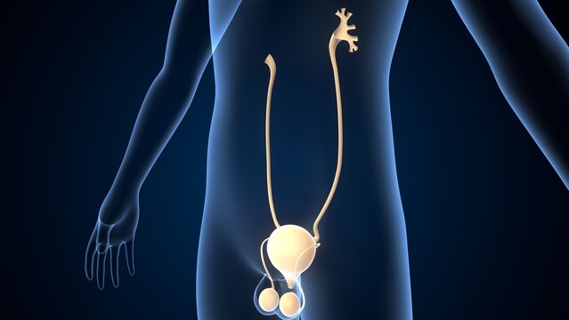 Human testies anatomy. 3d illustrations