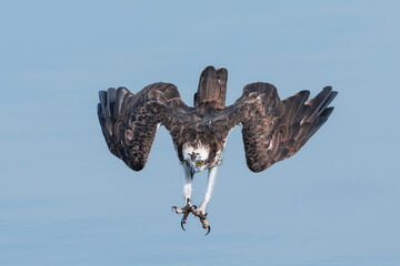 red tailed hawk