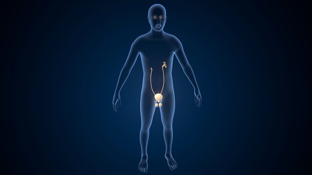 Human testies anatomy. 3d illustrations
