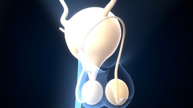 Human testies anatomy. 3d illustrations