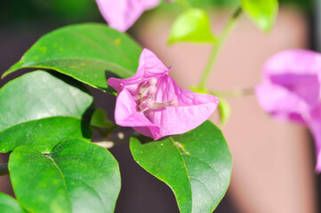 Bougainvillea or paper flower , pink paper flower