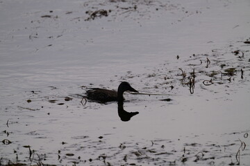 Duck on a Pond in Grand Teton National Park
