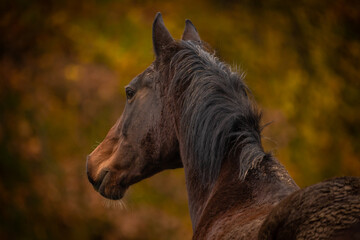 Obraz premium Warmes Pferdepotrait im Herbst