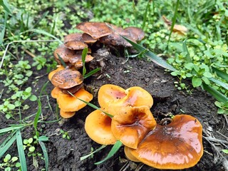 mushrooms grew on an old stump after the rain