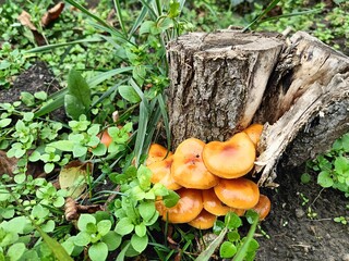 mushrooms grew on an old stump after the rain
