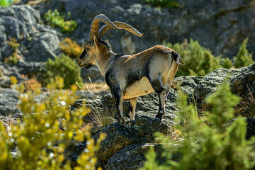 Macho de cabra hispánica pirenaica, en el parque natural de Cazorla, Segura y Las Villas.