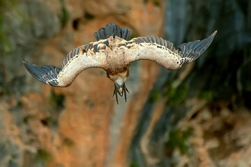 Buitre leonado en vuelo, en el parque natural de Cazorla, Segura y Las Villas.