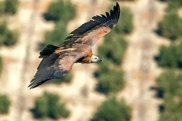 Buitre leonado en vuelo, en el parque natural de Cazorla, Segura y Las Villas.