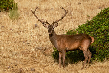 Ciervo en época de berrea, en el parque natural de Cazorla, Segura y Las Villas.