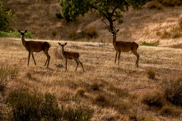 Ciervo en época de berrea, en el parque natural de Cazorla, Segura y Las Villas.
