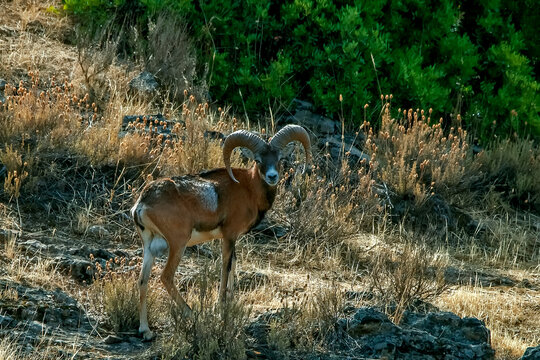 Esp&eacute;cimen de Mufl&oacute;n, en el parque natural de Cazorla, Segura y Las Villas.