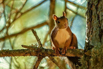 Ardilla común sobre un pino, en el parque natural de Cazorla, Segura y Las Villas.