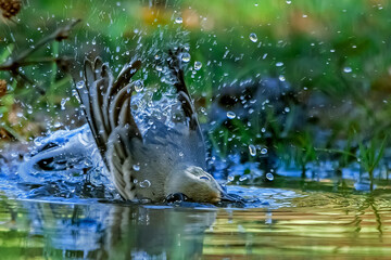 Lavandera blanca bañándose, en el parque natural de Cazorla, Segura y Las Villas.
