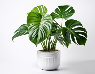 Fototapeta premium monstera plant in white plastic pot isolated on a white background