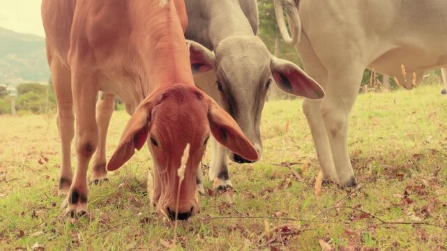 A group of zebu type cows grazing on a field, in a farm in the eastern Andean mountains of central Colombia, near the town of Villa de Leyva.