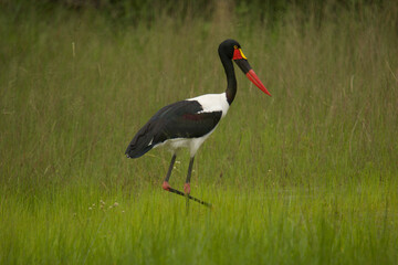 saddle-billed stork, Ephippiorhynchus senegalensis, looking for food in the meadow 797