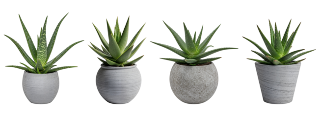 set of aloe vera plant