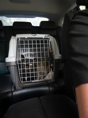 Two Cats in Carrier Ride in Car