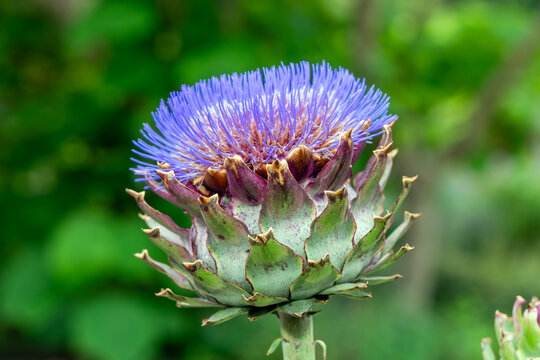 Cynara cardunculus a summer autumn fall flowering plant with a purple thistle like summertime flower commonly known as cardoon or globe artichoke, gardening stock photo image