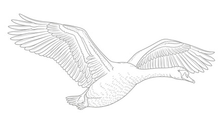 Detailed line drawing of a goose in flight with wings spread wide