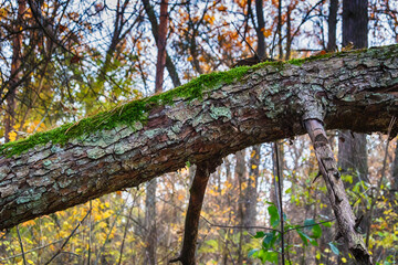 Fallen pine tree pole in moss