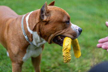American pit bull terrier close-up.The dog brought the toy to the owner. Dog training.
