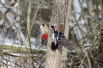 Two great spotted woodpecker males (Dendrocopos major) dueling over territory in springtime, caught in flight, close up, natural conditions, sunny day. Territorial behavior.