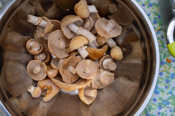 Mushroom cleaning after forest harvesting.Cooking fresh mushrooms.