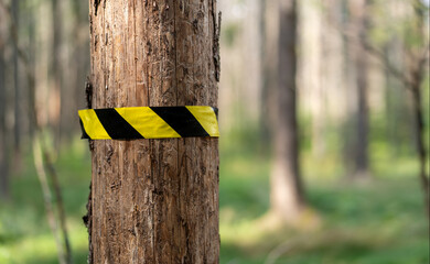 A warning black and yellow warning tape on a tree in the forest.Cutting down of dry trees after the bark beetle.